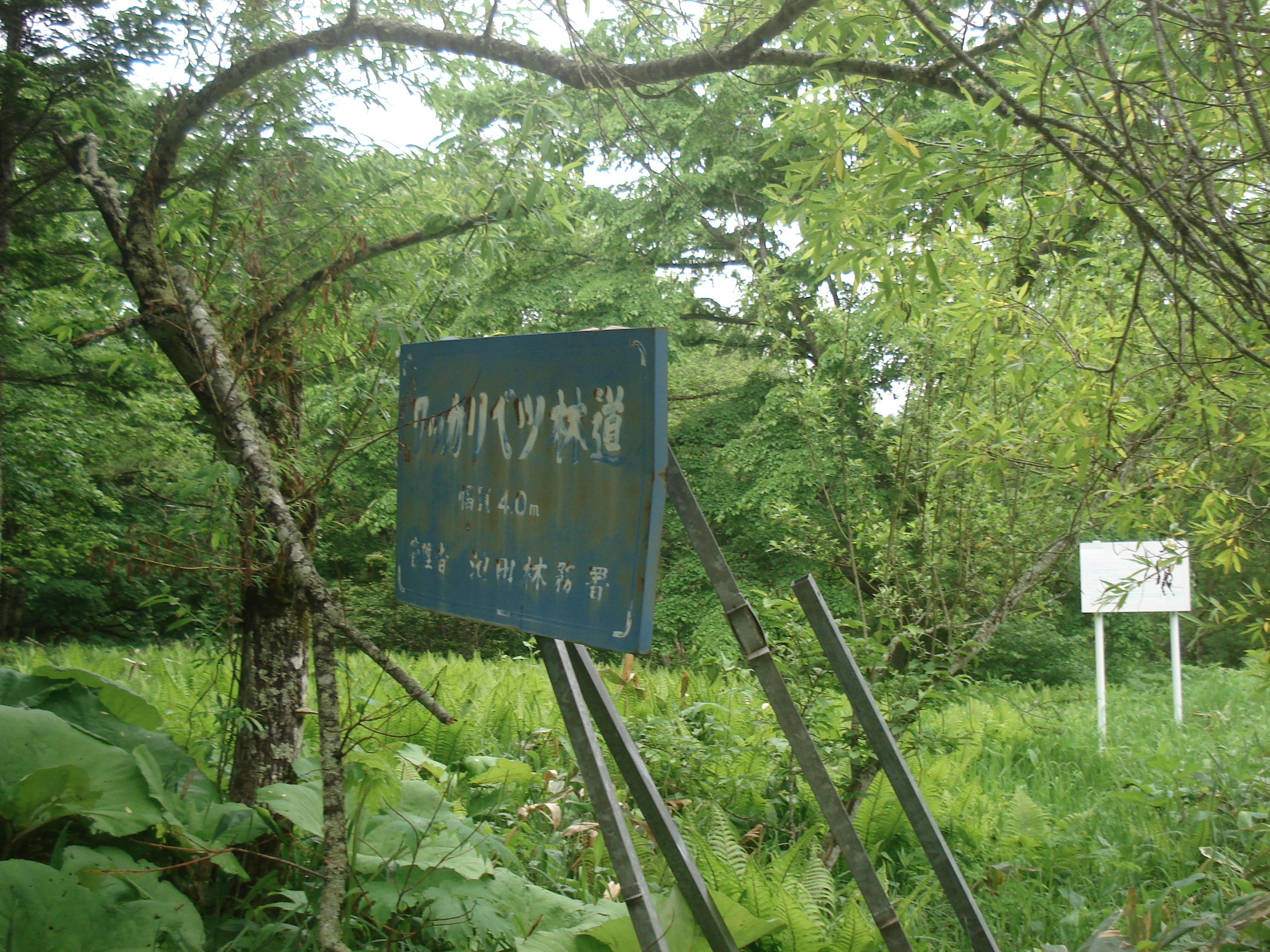ワッカリベツ林道