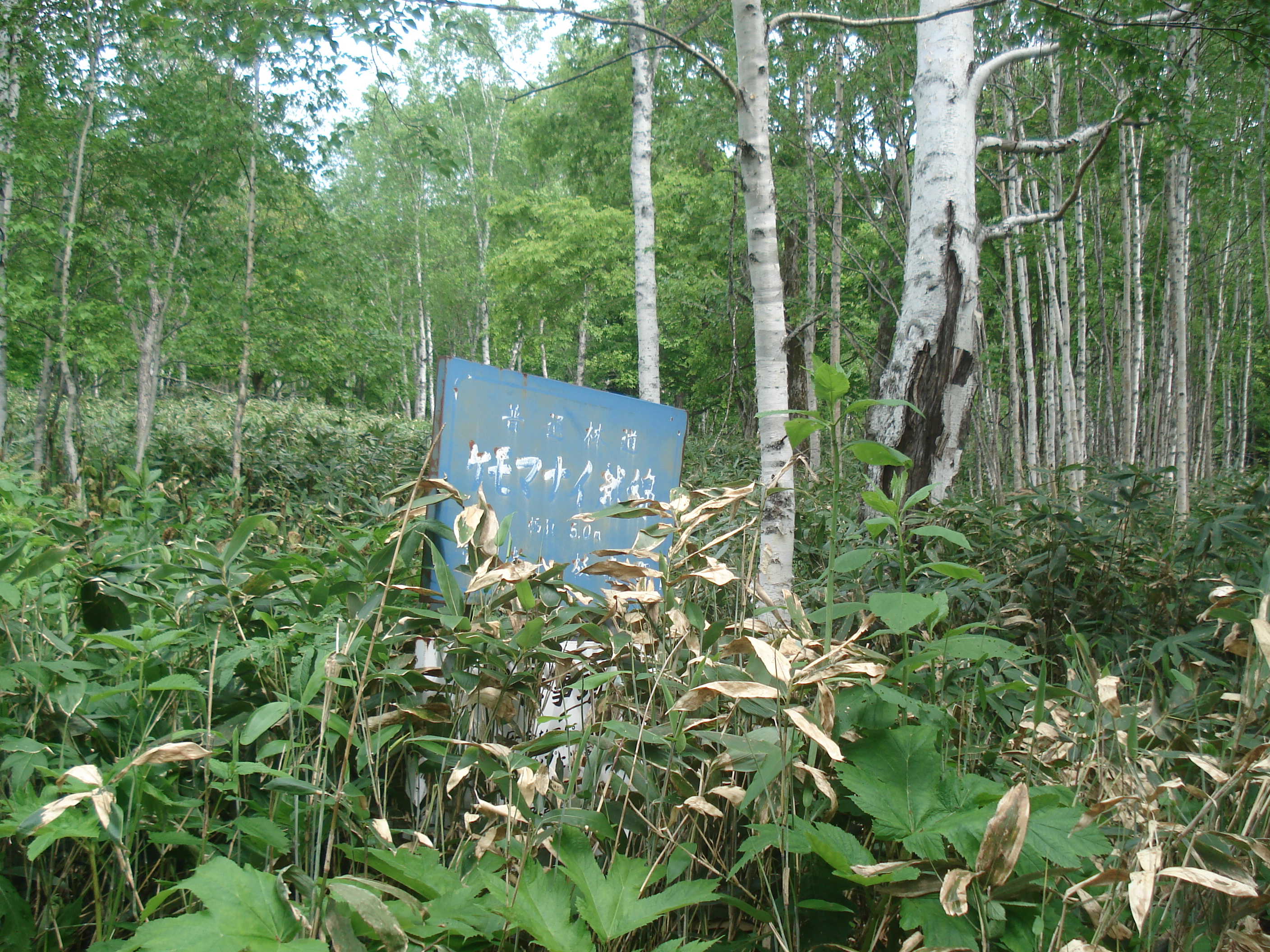 ケモマナイ林道