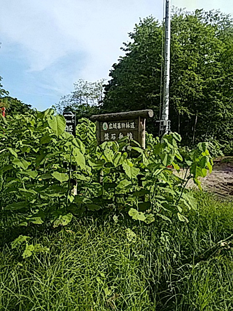 盤石岳林道